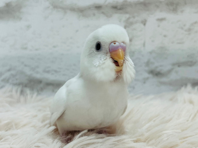 【最新画像更新🪄】おてての上が落ち着くね~♩♩セキセイインコ(ダブルファクター) ヒナ