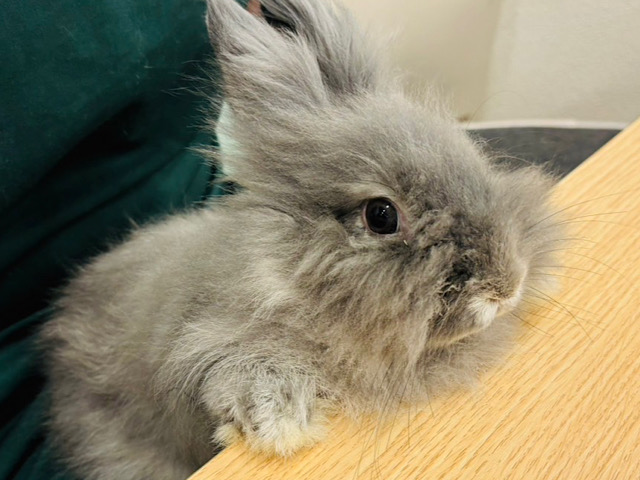 【最新画像更新🪄】激かわ♡なでなで大好きベタ慣れうさちゃん🐰ライオンラビット(ブルー) 女の子