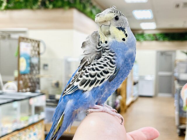 羽衣セキセイインコ