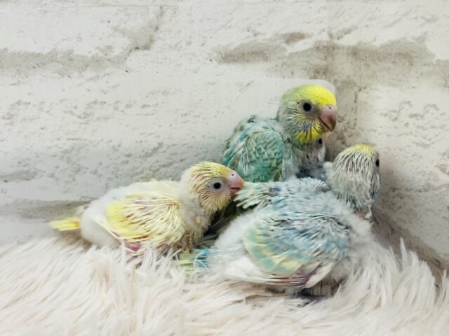 セキセイインコ