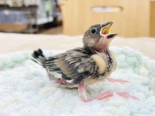 【最新画像】いっぱい食べていっぱい眠るの〜💕桜文鳥　ヒナ