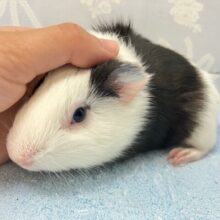 おなかくっきり🤍🖤のり巻きパンダなんだ〜´●.̫●`モルモット短毛(イングリッシュ2024年7月生まれ)