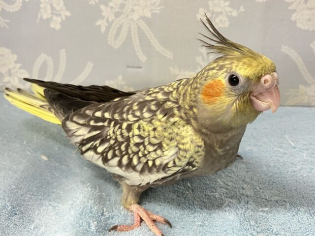 オカメインコ