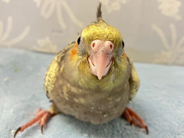 オカメインコ