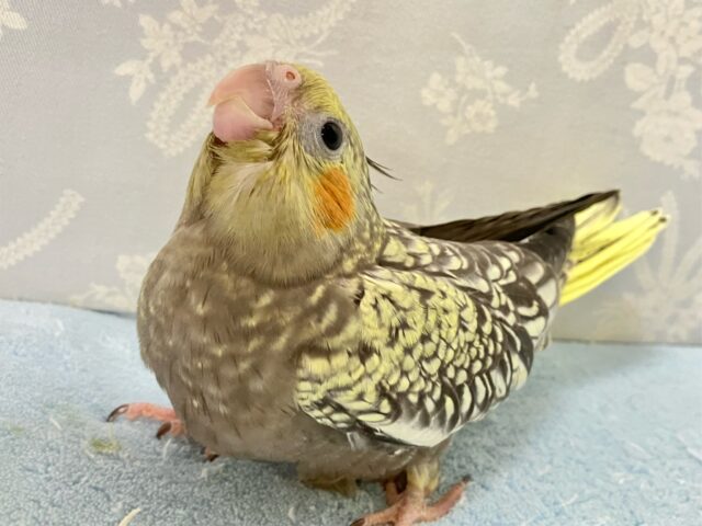 オカメインコ