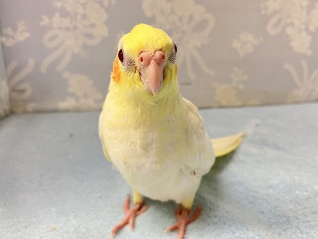 オカメインコ