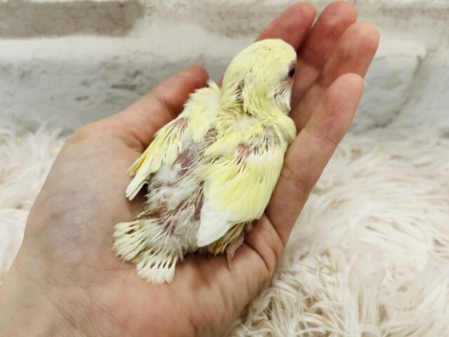 コザクラインコ（小桜インコ）