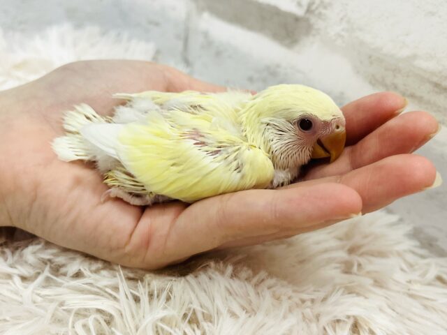 コザクラインコ（小桜インコ）