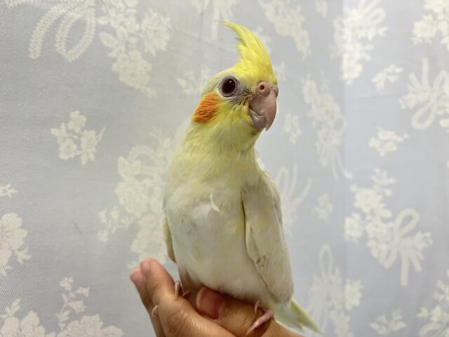 ✨最新画像✨ルビィアイでキラキラおねだり😚❤️𓂃 𓈒オカメインコ(ルチノー2024年9月生まれ)