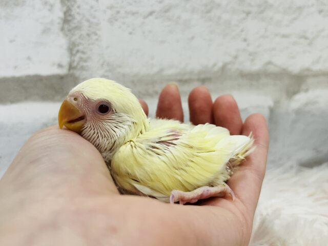 コザクラインコ（小桜インコ）