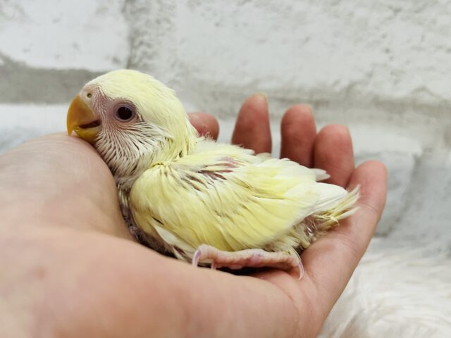 コザクラインコ（小桜インコ）