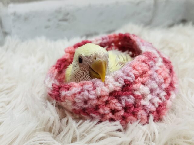 コザクラインコ（小桜インコ）