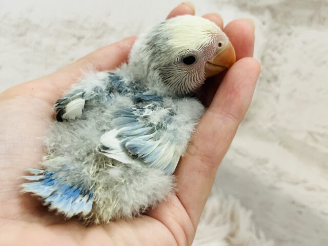 コザクラインコ（小桜インコ）