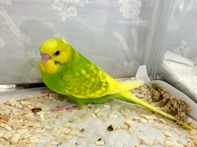 セキセイインコ