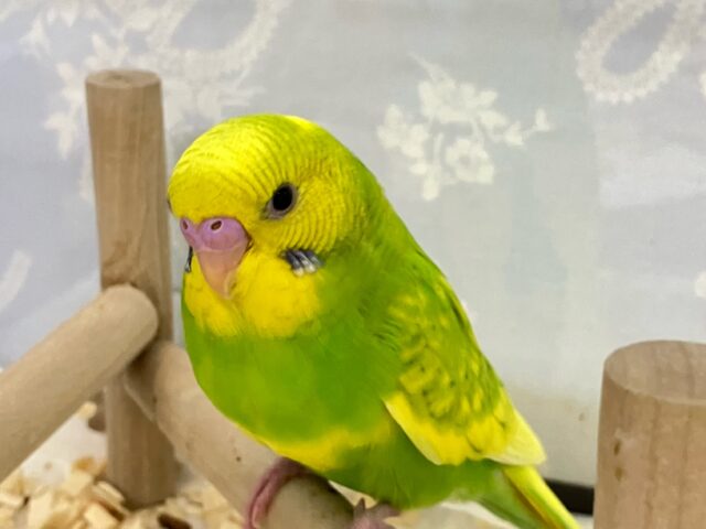 セキセイインコ