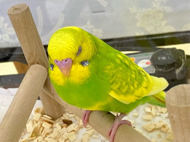 セキセイインコ