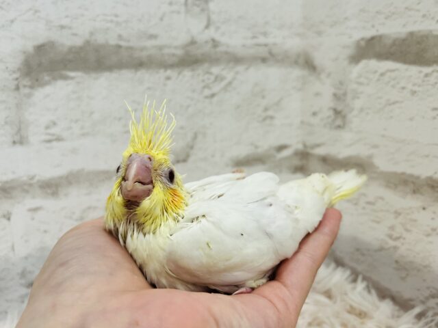 オカメインコ