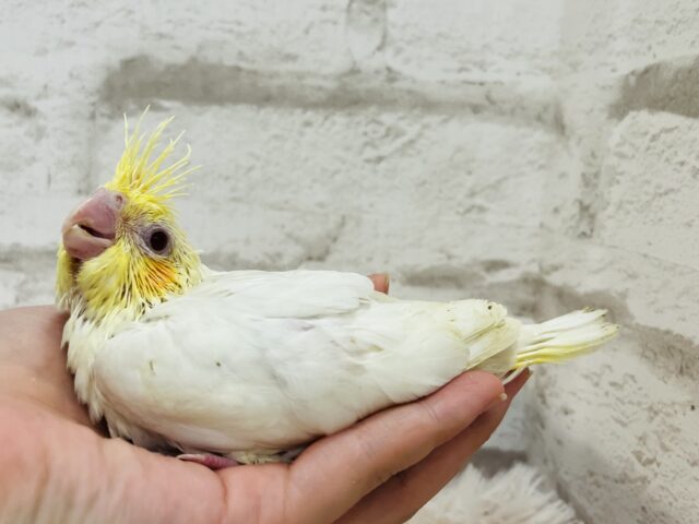 オカメインコ