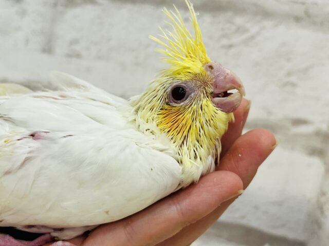 オカメインコ