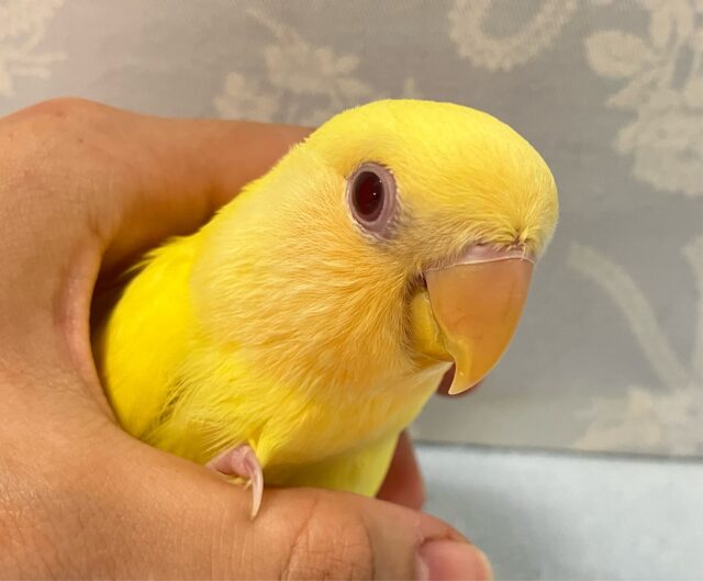 ✨最新画像✨おめめキラキラ💫⭐︎イチョウの子っ🍂💫コザクラインコ(ルチノー2024年8月生まれ)