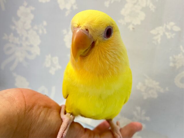 コザクラインコ（小桜インコ）