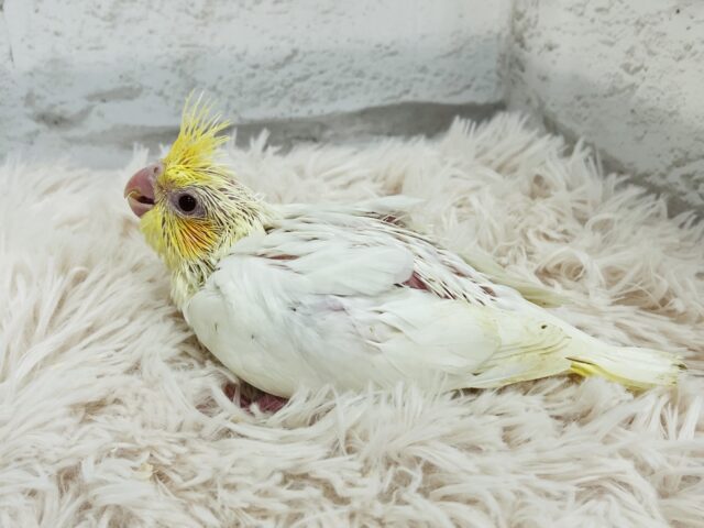 オカメインコ