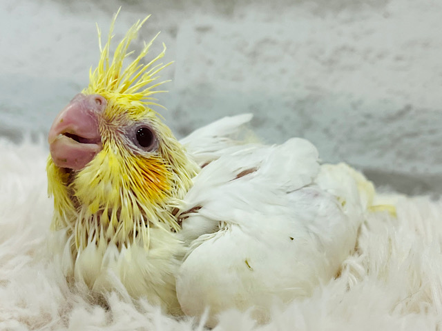 素敵な黄色い冠つけて👑✨オカメインコ(ルチノー) ヒナ