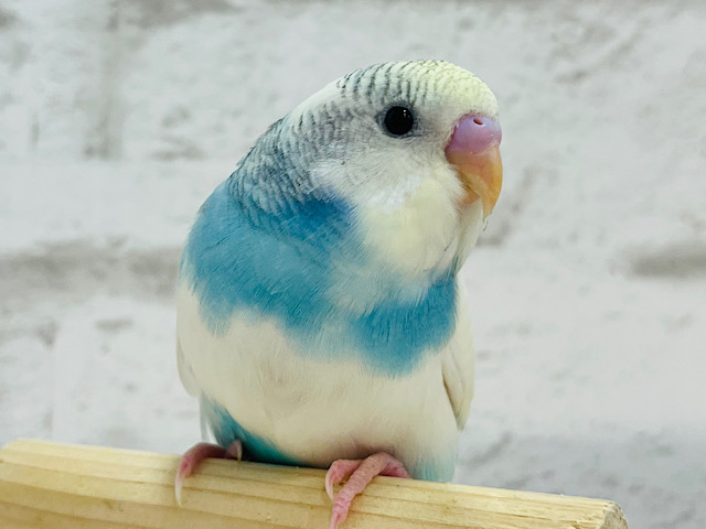 【最新画像・動画更新🪄】キリッとした中にある柔らかさ💗セキセイインコ(パステルレインボーパイド) ヒナ