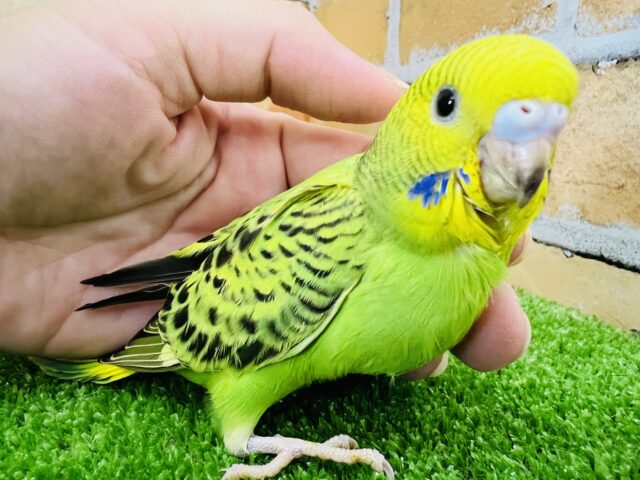 セキセイインコ