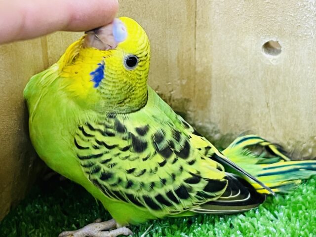 セキセイインコ