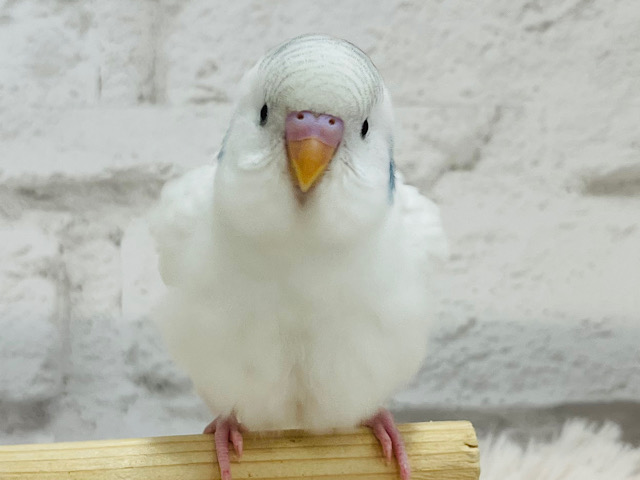 【最新画像更新🪄もうすぐひとり餌‪☆】好奇心旺盛さん♬*°セキセイインコ(パイド) ヒナ