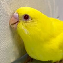 ✨最新画像✨歩くところはﾇﾍﾞﾇﾍﾞチェック済😎💛ྀིセキセイインコ(ルチノー2024年9月生まれ)