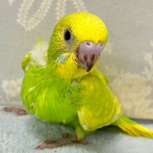 黄色味強みっ💛ྀི好奇心あふれるぅ𖤐ﾐセキセイインコ(スパングル2024年9月生まれ)