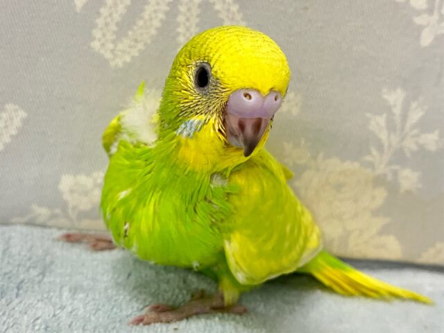 黄色味強みっ💛ྀི好奇心あふれるぅ𖤐ﾐセキセイインコ(スパングル2024年9月生まれ)