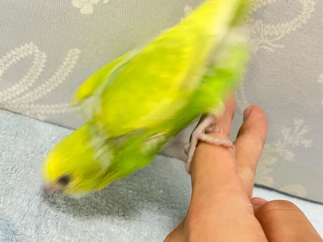 セキセイインコ