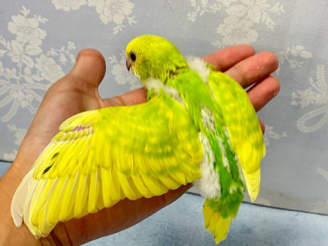 セキセイインコ