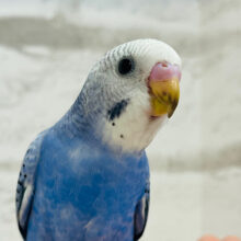 【最新画像・動画更新🪄】いつでもどこでも走って登場‪☆セキセイインコ(オパーリン) ヒナ