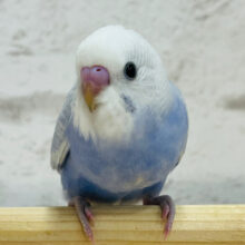 【最新画像更新🪄】ぱっちりおめめの藤色ちゃん💜セキセイインコ(ライラック) ヒナ
