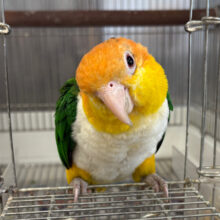 【動画更新🪄】あそぼっ　あそんでーー　シロハラさん☆　シロハラインコ　女のコ～～