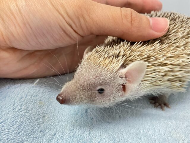 トゲっともちっと🦔︎💕︎︎ヒメハリテンレック　2022年５月生まれ