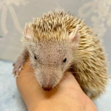 トゲっともちっと🦔︎💕︎︎ヒメハリテンレック　2022年５月生まれ