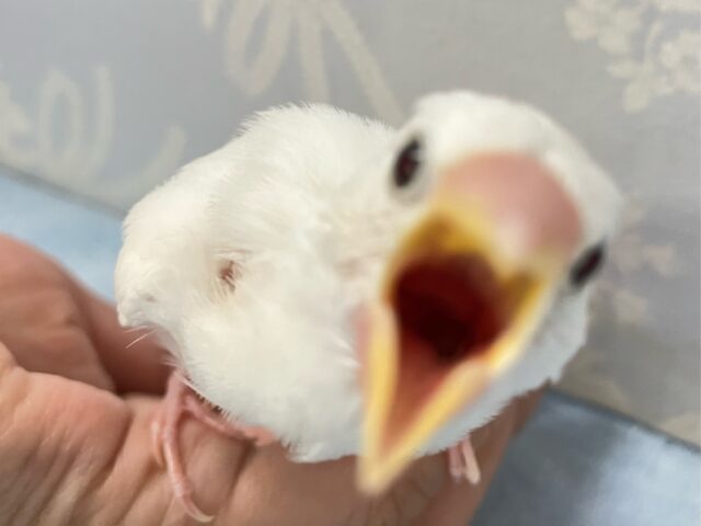 白文鳥