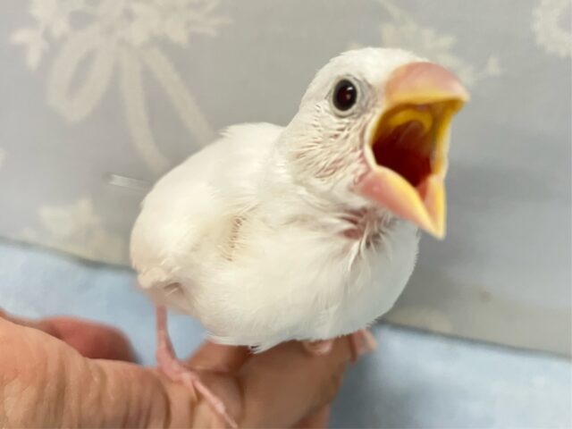 白文鳥