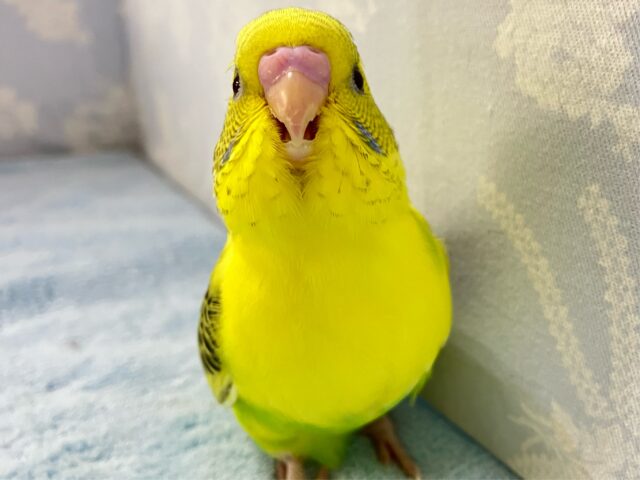 セキセイインコ