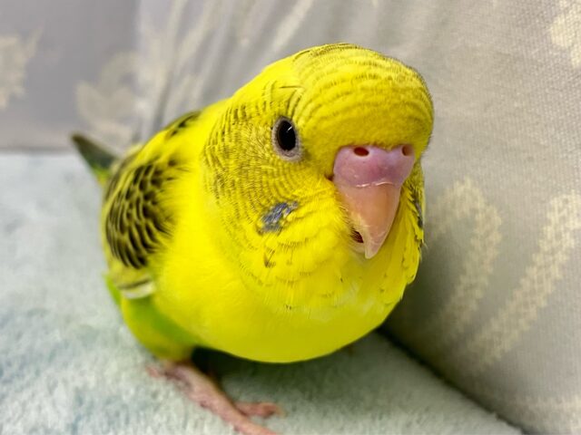 ✨最新画像✨黒いリボンで着飾るおしゃれﾁｬﾝ🎀🫧🖤⋆͛*͛セキセイインコ(イエローハルクイン2024年9月生まれ)