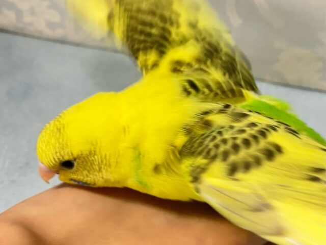 セキセイインコ