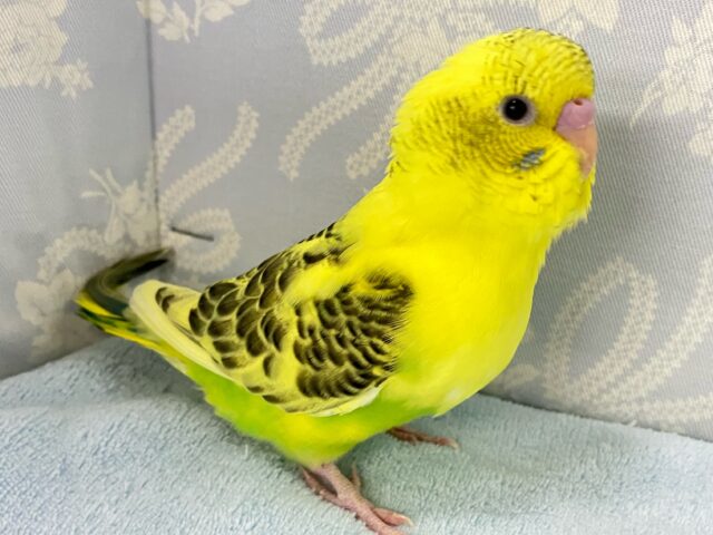 セキセイインコ