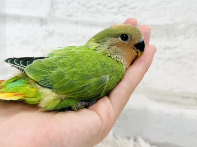 コザクラインコ（小桜インコ）