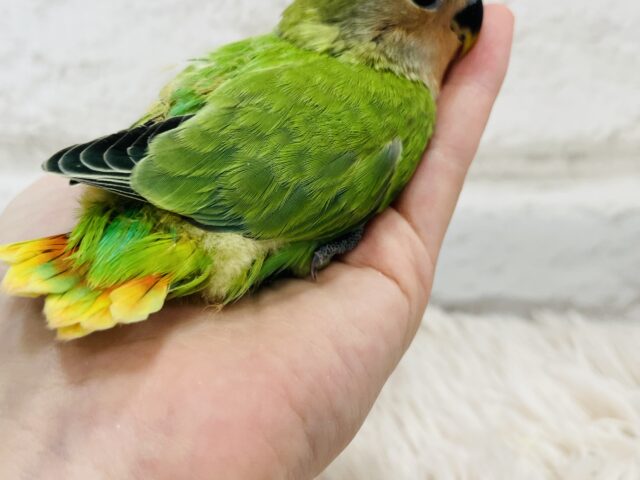 コザクラインコ（小桜インコ）