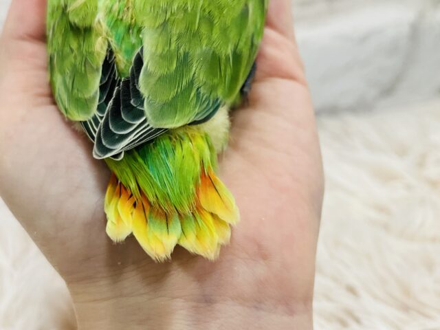 コザクラインコ（小桜インコ）